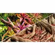 Taustakuvarulla Colorful Jungle / Strangler Fig 30Cm X 25M - Terraarion taustakuvat ja liimat - D31242 - 1