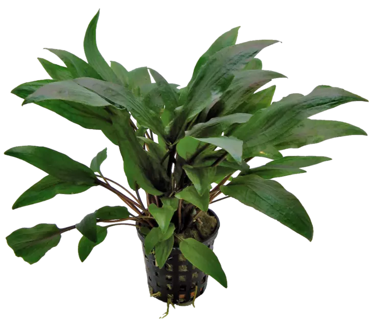 Aaltomelalehti Kasselman Ruukku - Akvaarion keskialan kasvit - 81042 - 1