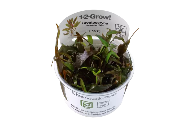 Aaltomelalehti "Punainen" Vitrokupissa - Akvaarion keskialan kasvit - 88632 - 1
