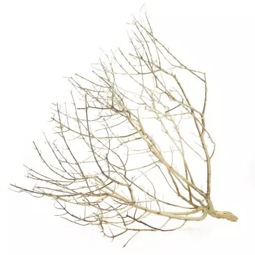 Aavikko Pensas M 30-45Cm - Aidot puut - D34142 - 1