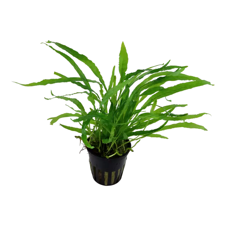 Jaavansaniainen Kapealehtinen Ruukku - Akvaarion keskialan kasvit - 86942 - 1