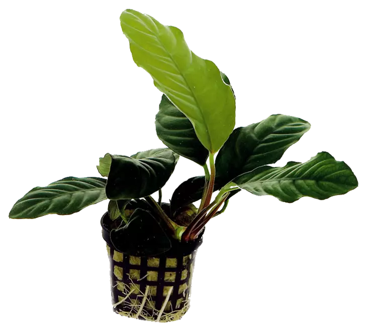 Herttakeihäslehti Anubias barteri caladiifolia - Akvaarion keskialan kasvit - 80582 - 1