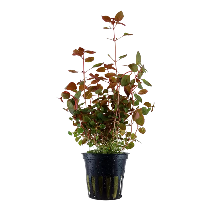 Luhtarusolehti "Super Red" Ruukku - Akvaarion taka-alan kasvit - 86912 - 1