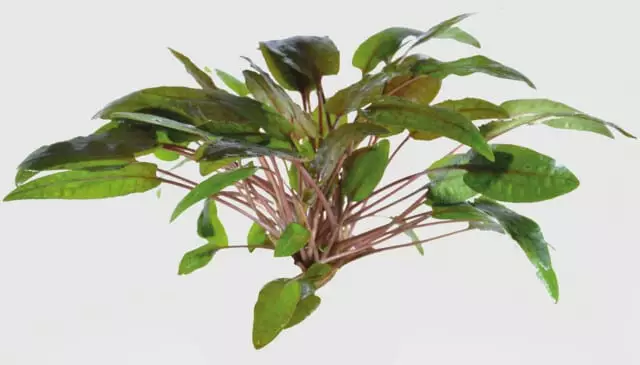 Melalehti Bullosa Vitrokupissa - Akvaarion keskialan kasvit - 87472 - 1