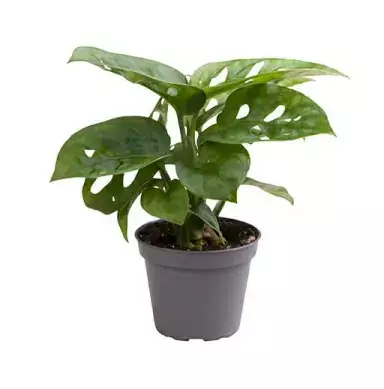 Menninkäisenlähti - Kostean terraarion kasvit - 097.2672 - 1