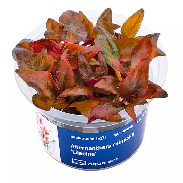 Papukaijalehti Lila Vitrokupissa - Akvaarion keskialan kasvit - 88582 - 1