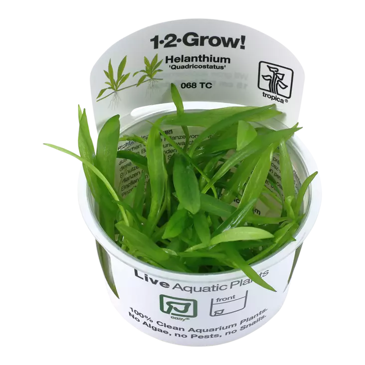 Sirosuokki "Quadricostatus" Vitrokupissa - Akvaarion etualan kasvit - 87492 - 1
