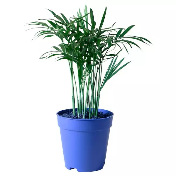 Sirovuoripalmu - Kostean terraarion kasvit - 097.2602 - 1