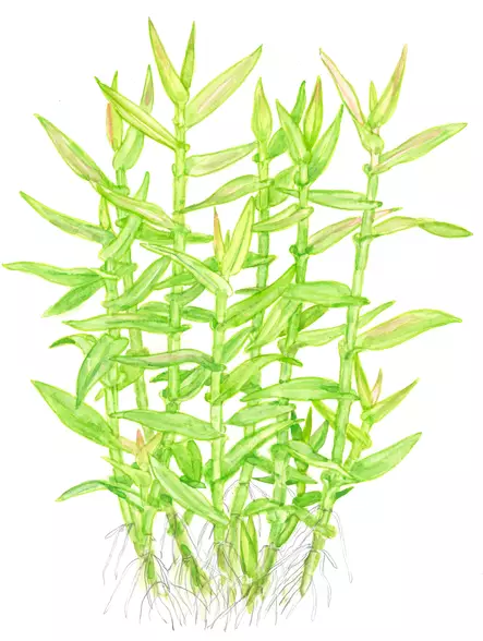 Bamburuoho Ruukku - Akvaarion keskialan kasvit - 86913 - 2