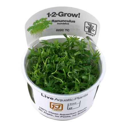 Leinikkilaji Vitrokupissa - Akvaarion keskialan kasvit - 88333 - 1
