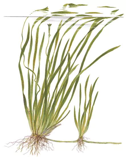 Vallisneria Tiikeri Ruukku - Akvaarion taka-alan kasvit - 89533 - 2