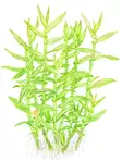 Bamburuoho Ruukku - Akvaarion keskialan kasvit - 86913 - 2