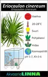 Eriocaulon "Ruoho" Vitrokupissa - Akvaarion etualan kasvit - 87503 - 6