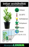 Intianvesitähdikki valkoinen Vitroku - Akvaarion keskialan kasvit - 87523 - 5