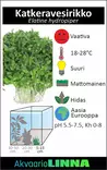 Katkeravesirikko Vitrokupissa - Akvaarion keskialan kasvit - 87453 - 5