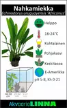 Nahkamiekka Ruukku - Akvaarion keskialan kasvit - 81153 - 2