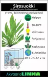 Sirosuokki Vitrokupissa - Akvaarion etualan kasvit - 87493 - 3