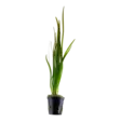 Vallisneria Tiikeri Ruukku - Akvaarion taka-alan kasvit - 89533 - 5
