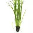 Vallisneria Tiikeri Ruukku - Akvaarion taka-alan kasvit - 89533 - 1