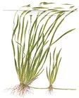 Vallisneria Tiikeri Ruukku - Akvaarion taka-alan kasvit - 89533 - 2