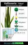 Vallisneria Tiikeri Ruukku - Akvaarion taka-alan kasvit - 89533 - 6
