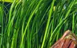Vallisneria Tiikeri Ruukku - Akvaarion taka-alan kasvit - 89533 - 3