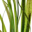 Vallisneria Tiikeri Ruukku - Akvaarion taka-alan kasvit - 89533 - 4