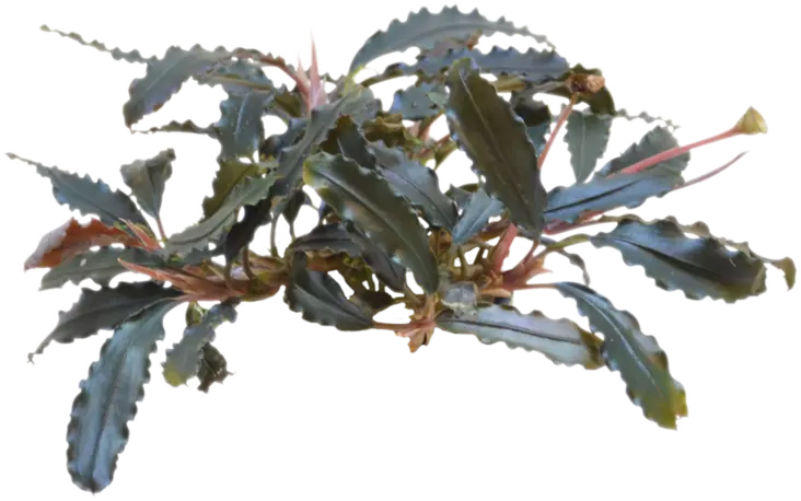 Bucephalandra biblis vitrossa - Akvaarion etualan kasvit - 89973 - 1