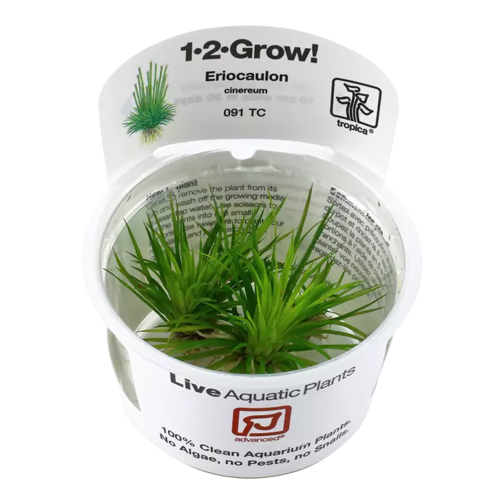 Eriocaulon "Ruoho" Vitrokupissa - Akvaarion etualan kasvit - 87503 - 1
