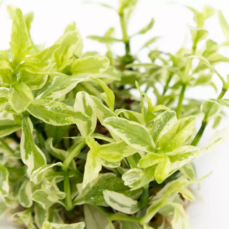 Intianvesitähdikki valkoinen Vitroku - Akvaarion keskialan kasvit - 87523 - 1