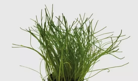 Kapeakääpiöruoho Vitro Kupissa - Akvaarion etualan kasvit - 81473 - 1