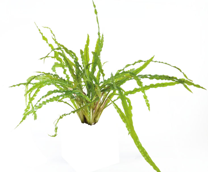 Kurttumelalehti Ruukku - Akvaarion taka-alan kasvit - 81043 - 1