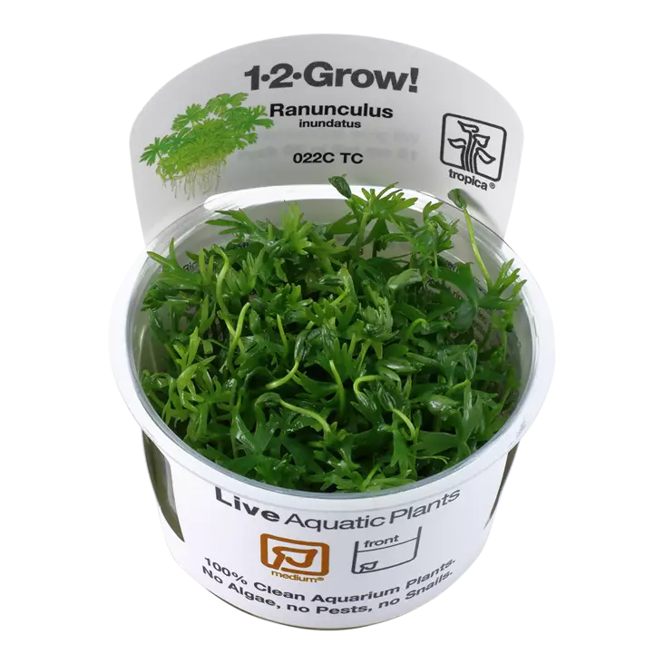 Leinikkilaji Vitrokupissa - Akvaarion keskialan kasvit - 88333 - 1
