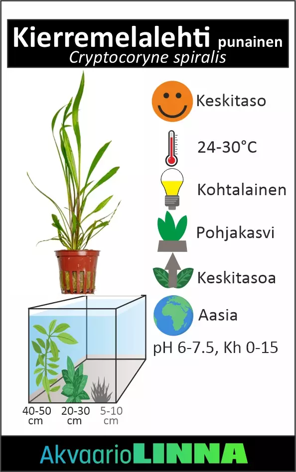 Melalehti Laji spiralis Ruukku - Akvaarion keskialan kasvit - 81023 - 1