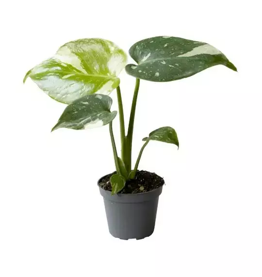 Peikonlehti Thai constellation - Kostean terraarion kasvit - 097.2673 - 1