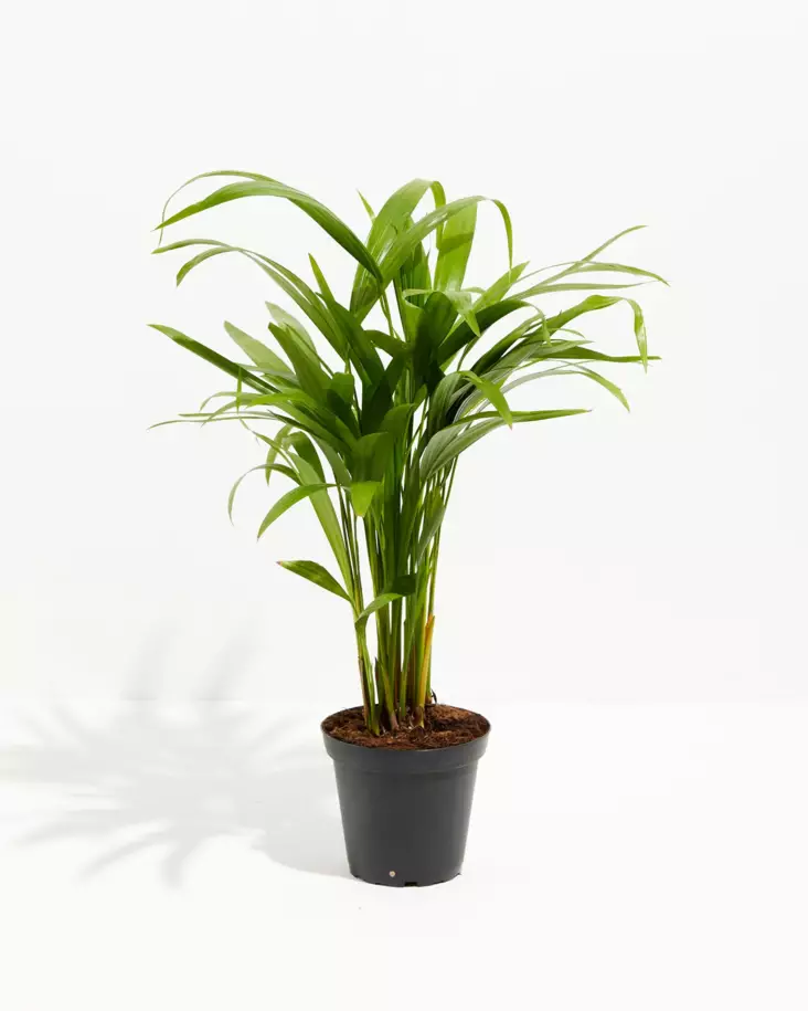 Puistokultapalmu - Kostean terraarion kasvit - 097.2603 - 1