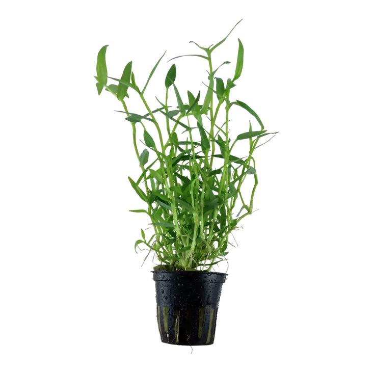 Bamburuoho Ruukku - Akvaarion keskialan kasvit - 86913 - 1