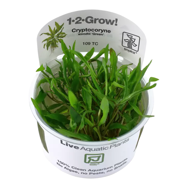 Ruskomelalehti "Vihreä" Vitrokupissa - Akvaarion keskialan kasvit - 88633 - 1