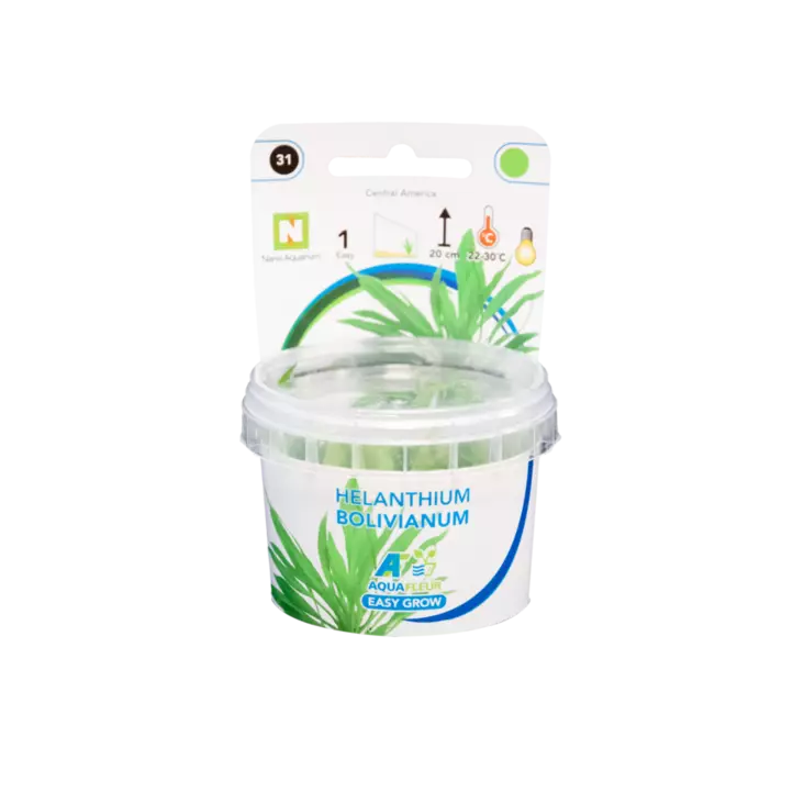 Sirosuokki Vitrokupissa - Akvaarion etualan kasvit - 87493 - 1