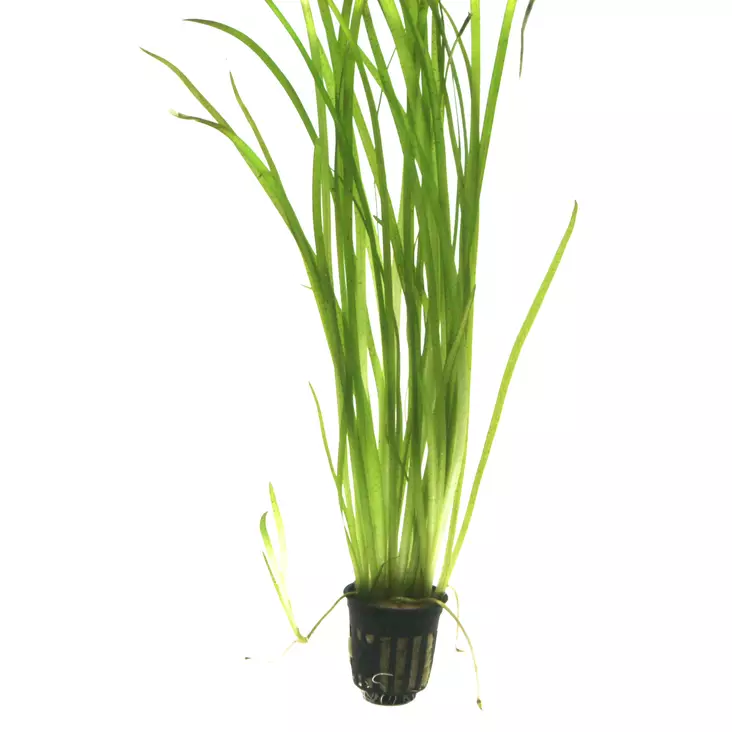 Vallisneria Tiikeri Ruukku - Akvaarion taka-alan kasvit - 89533 - 1