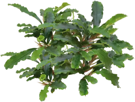 Bucephalandra green velvet vitrossa - Akvaarion etualan kasvit - 89974 - 1