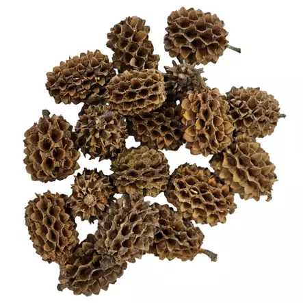Casuarina cones Casuarinapuun käpyjä 25kpl - Catappa-tuotteet ja muut vastaavat - D51124 - 2