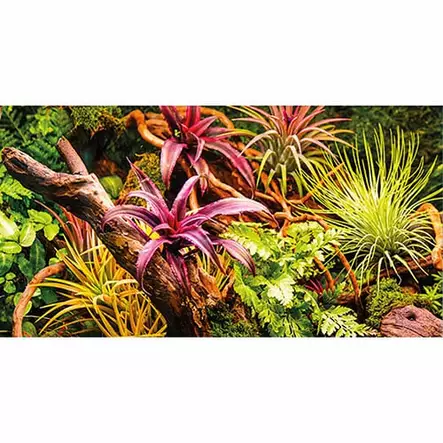 Taustakuvarulla Colorful Jungle / Strangler Fig 50Cm X 25M - Terraarion taustakuvat ja liimat - D31244 - 2