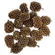 Casuarina cones Casuarinapuun käpyjä 25kpl - Catappa-tuotteet ja muut vastaavat - D51124 - 2