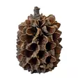 Casuarina cones Casuarinapuun käpyjä 25kpl - Catappa-tuotteet ja muut vastaavat - D51124 - 3