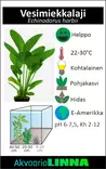Herttamiekka laji Xl 8Cm Ruukku - Akvaarion keskialan kasvit - 81304 - 2