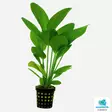 Herttamiekka laji Xl 8Cm Ruukku - Akvaarion keskialan kasvit - 81304 - 1
