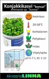 Konjakkikasvi bonsai Vitrokupissa - Akvaarion keskialan kasvit - 88584 - 4