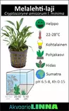 Melalehti Amicorum Ruukku - Akvaarion keskialan kasvit - 81044 - 2