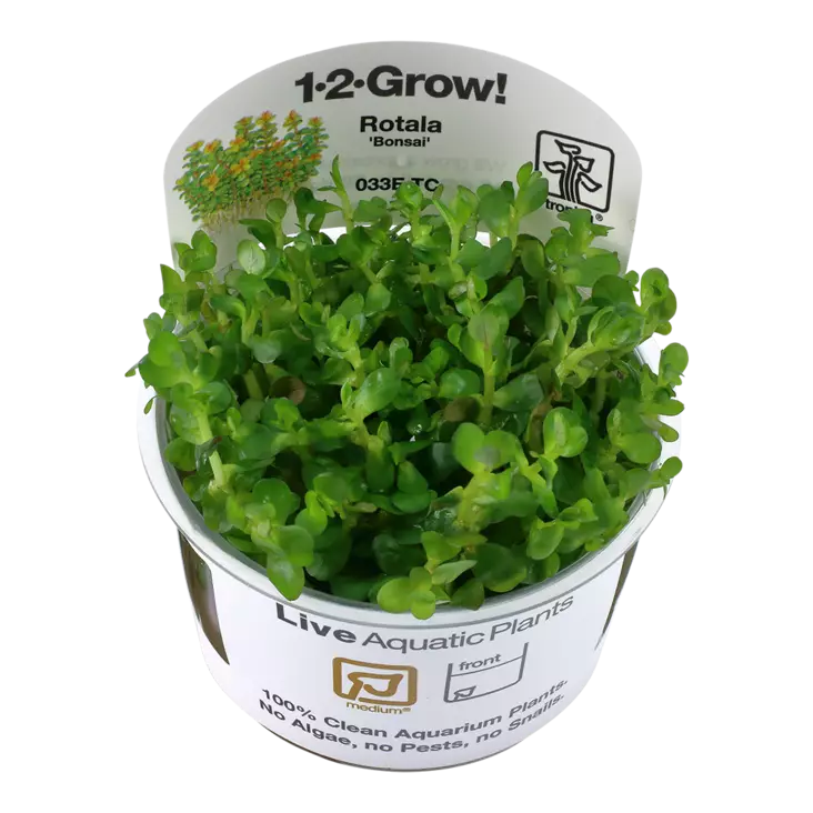 Hentorotala "Bonsai" Vitrokupissa - Akvaarion keskialan kasvit - 88334 - 1